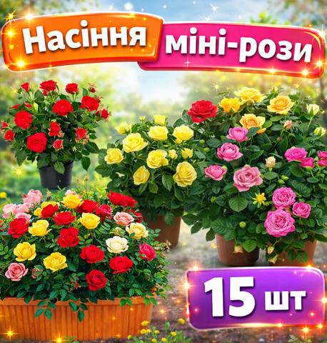 Насіння міні рози 86 фото